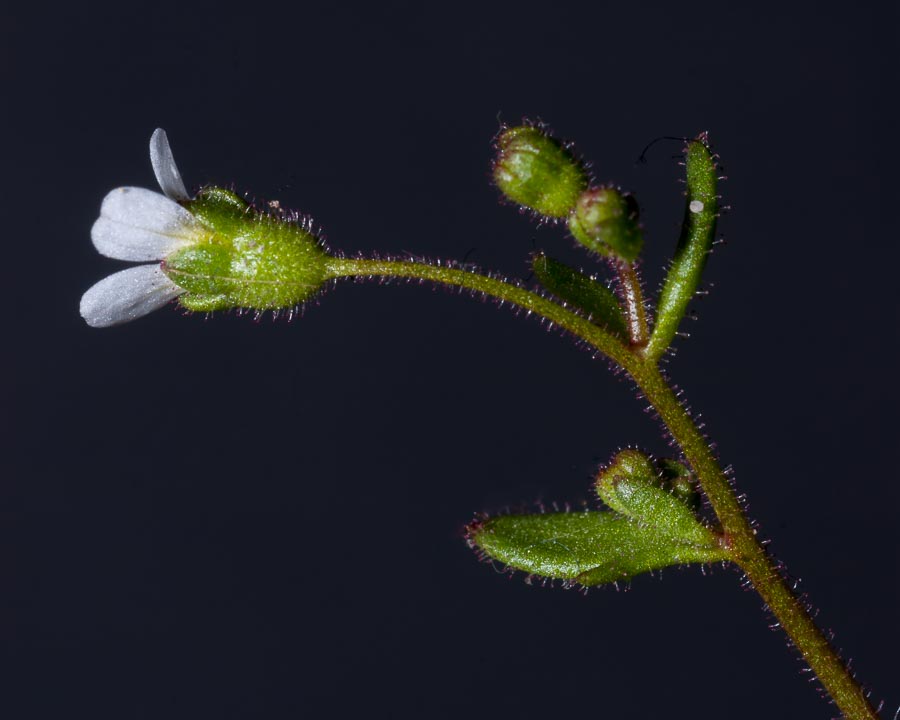 Fiore in paese:   Saxifraga tridactylites